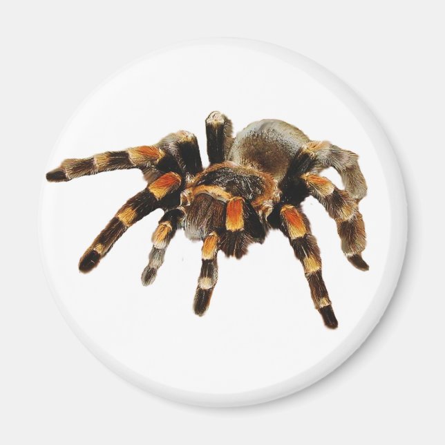 Aimant Tarantula (Devant)