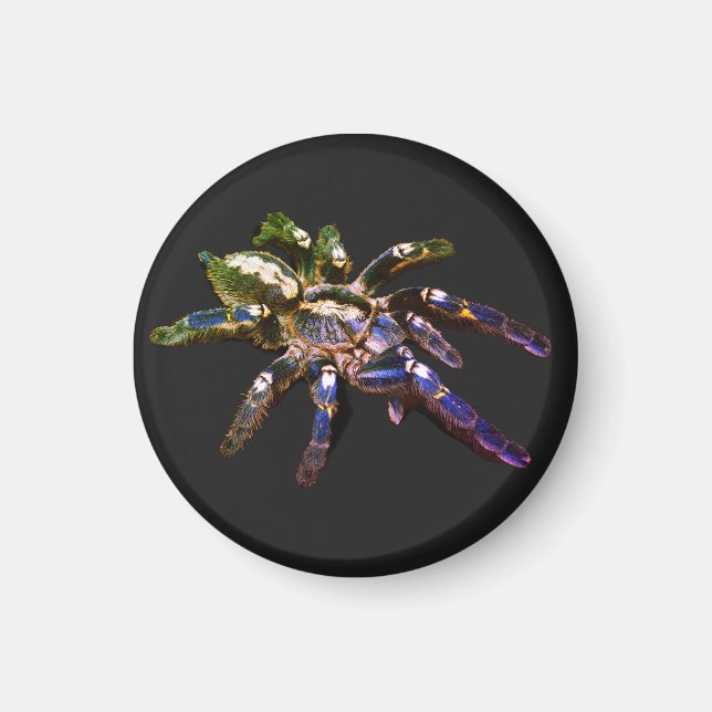 Aimant Tarantula bleu/rouge/orange/araignée noire (Devant)