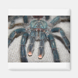 Aimant tarantule bleue