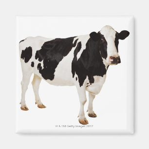 Aimant Taureau de Bos de la vache du Holstein