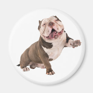 Aimant Taureau drôle Américain Bully Amour Chiot Chien