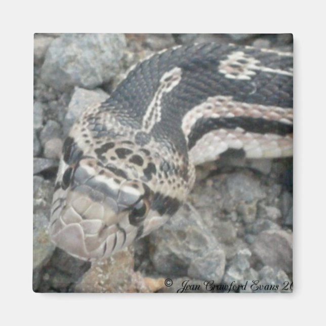 Aimant Taureau (Pituophis catenifer sayi) (Devant)