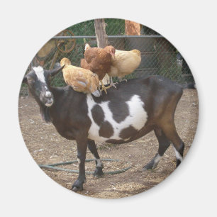 Aimant Taxi de chèvre