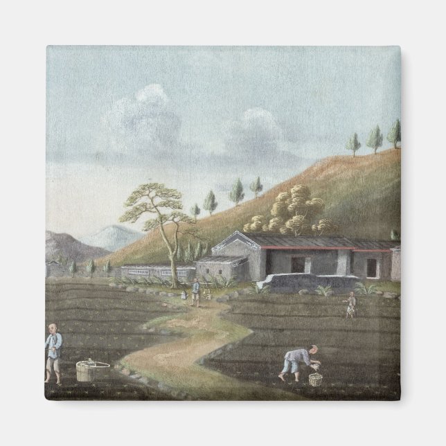 Aimant Tea planting (w/c on paper) (Devant)