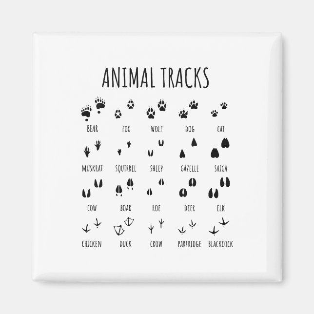 Aimant Tee Nature Explorer Empreintes Animales Pour Campi (Devant)