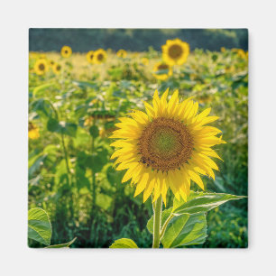 Aimant Terrain de tournesol doré