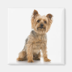 Aimant Terrier