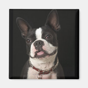 Aimant Terrier de sourire de Boston avec le collier