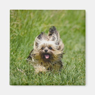 Aimant Terrier Yorkshire mignon Traversant L'Herbe