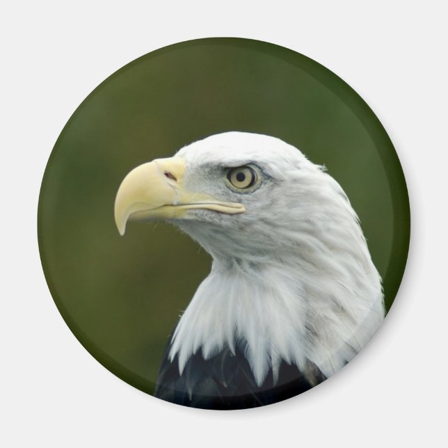 aimant tête d'aigle américain (Devant)
