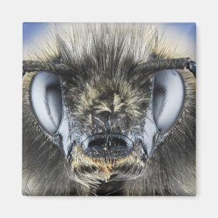 Aimant Tête de bourdon