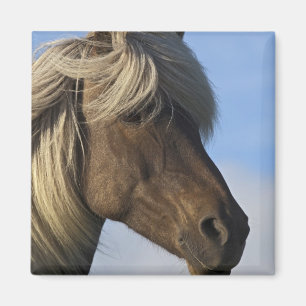 Aimant Tête de cheval islandais, Islande