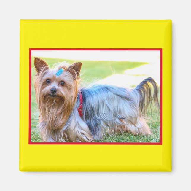 Aimant tête de corps de chien Yorkshire Terrier mi (Devant)