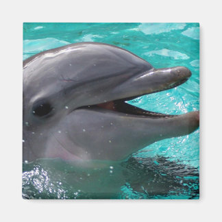 Aimant Tête de dauphin en eau aquamarine