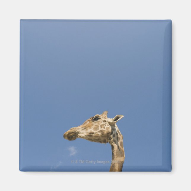 Aimant Tête de Giraffe (Devant)