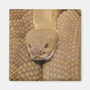 Aimant Tête de serpent à sonnette