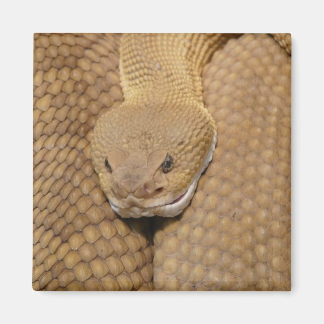 Aimant Tête de serpent à sonnette (Devant)