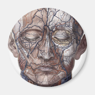 Aimant Tête de veines et de muscles