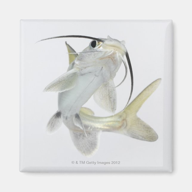 Aimant Tete poisson de mer (Hexanematichthys seemanni) (Devant)