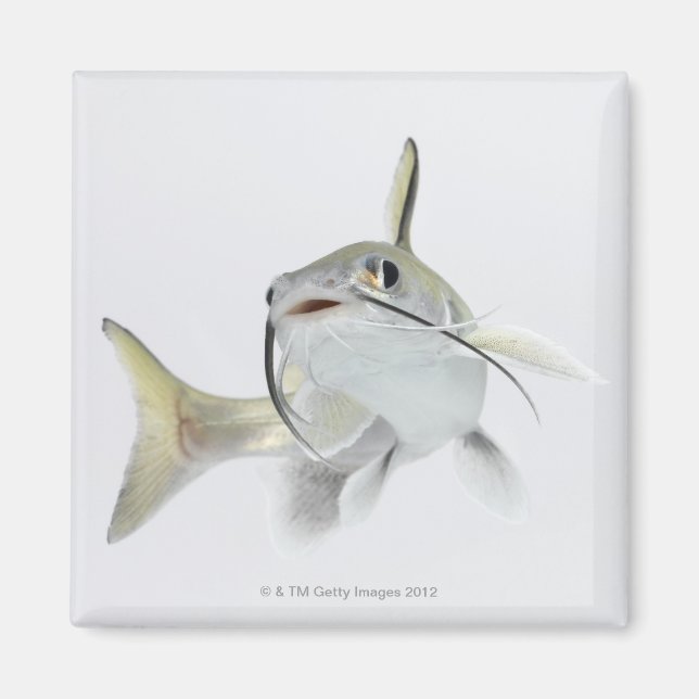 Aimant Tete poisson de mer (Hexanematichthys seemanni) 2 (Devant)