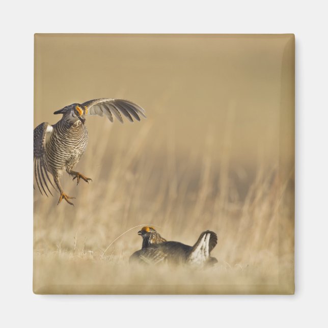 Aimant Tétras des prairies mâles au lek dans le comté de  (Devant)