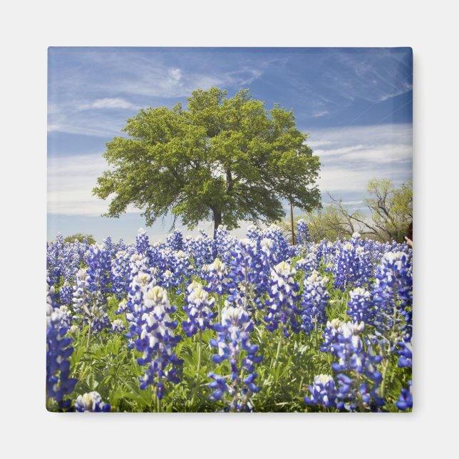 Aimant Texas bluebonnets (lupinus texensis) et chêne (Devant)