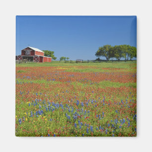 Aimant Texas, Texas Hill Country, Castilleja indivisa