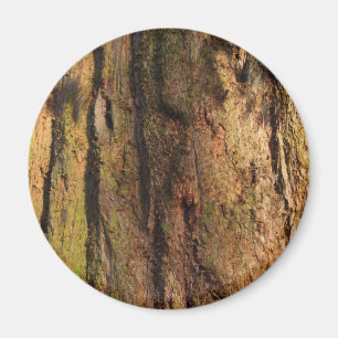 Aimant Texture photo de l'écorce de séquoia
