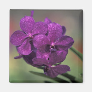 Aimant Thaïlande, Nord de la Thaïlande, près de Chang Mai