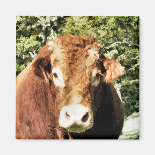AIMANT THE BULL