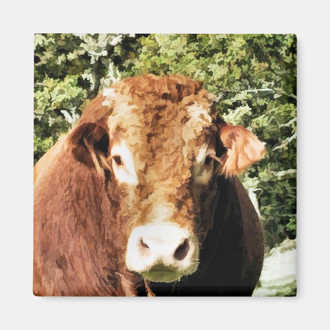 AIMANT THE BULL (Devant)