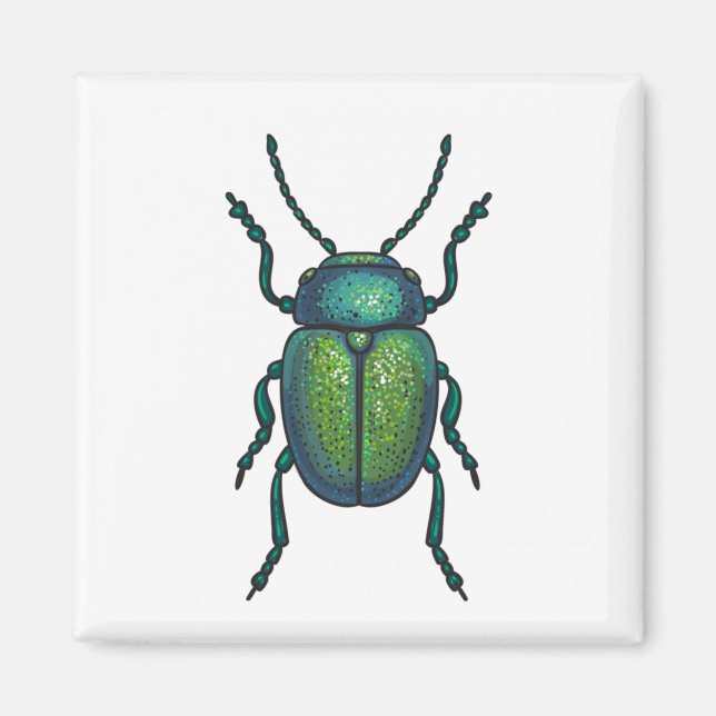 Aimant The tansy beetle (Devant)