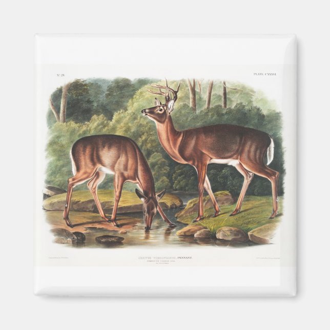 Aimant the viviviparous quadrupeds by John James Audubon (Devant)