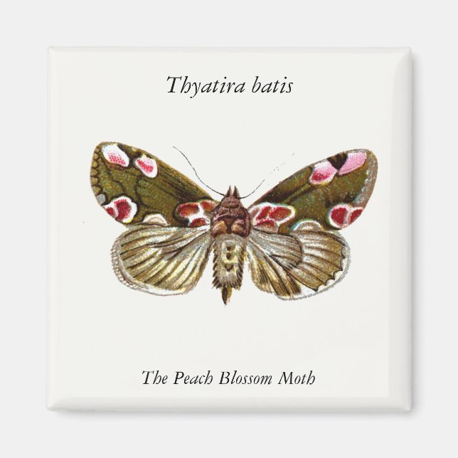 Aimant Thyatira batis - La teigne de fleur de la peau (Devant)