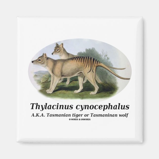 Aimant Thylacinus cynocephalus (tigre ou loup de Tasmanie (Devant)