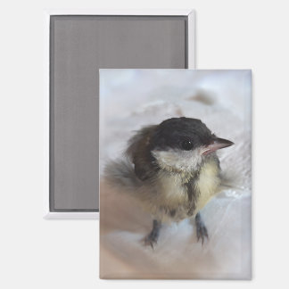 Aimant Tidi my Bird le Parus Major