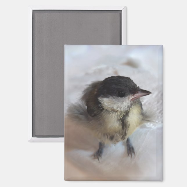 Aimant Tidi my Bird le Parus Major (Recto/Verso)