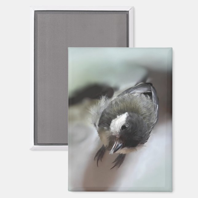 Aimant Tidi my Bird le Parus Major (Recto/Verso)