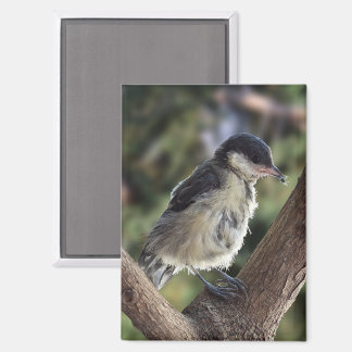 Aimant Tidi my Bird le Parus Major