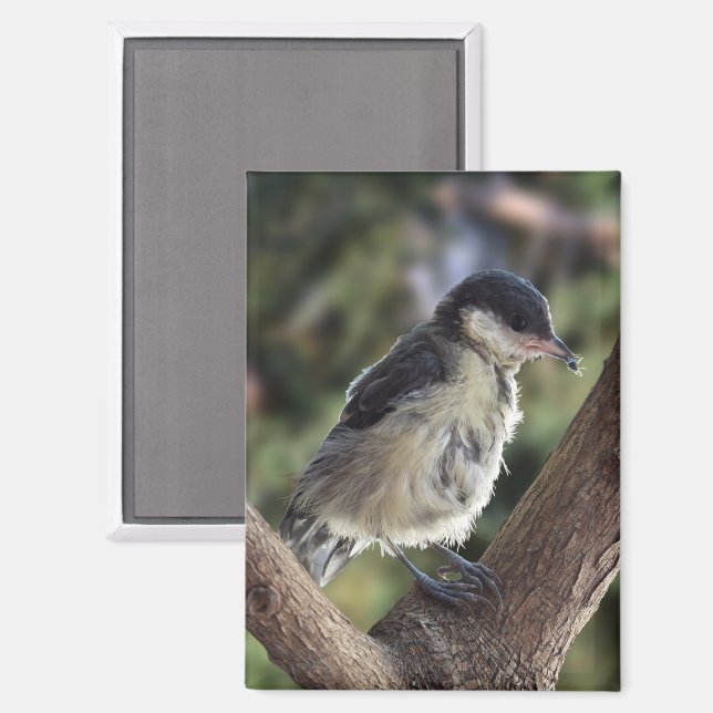 Aimant Tidi my Bird le Parus Major (Recto/Verso)