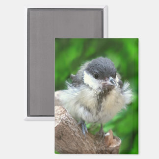 Aimant Tidi my Bird le Parus Major