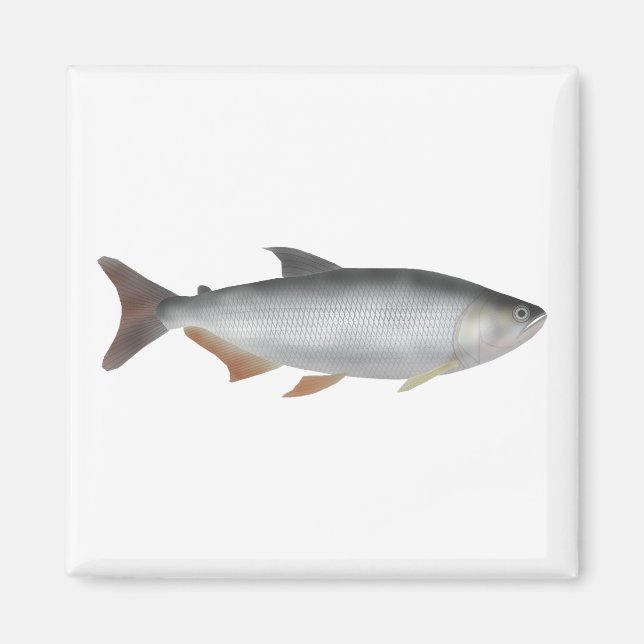 Aimant Tiete tetra (Devant)