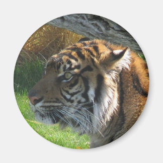 Aimant Tiger