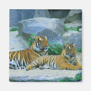 Aimant Tiger Chat Animal Stripes Destinée Motif