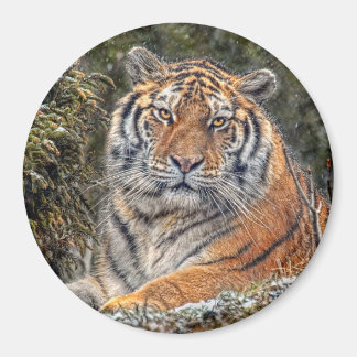 Aimant Tiger Royal 3 pouces