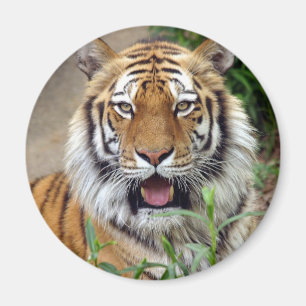 Aimant Tiger Smile