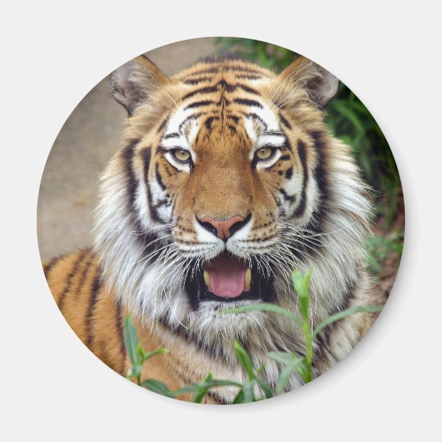 Aimant Tiger Smile (Devant)