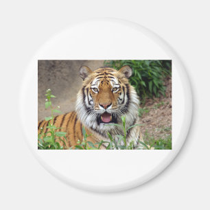 Aimant Tiger Smile