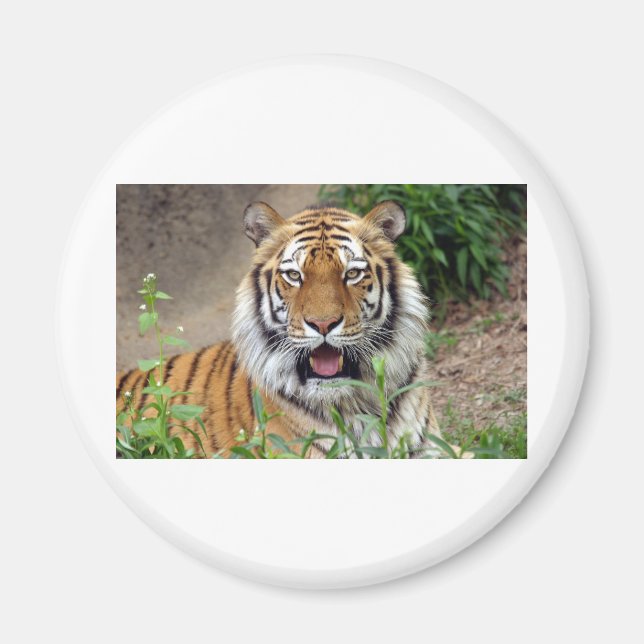 Aimant Tiger Smile (Devant)