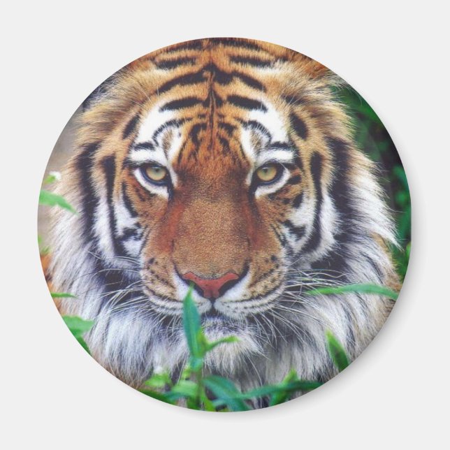 Aimant Tiger Stare (Devant)